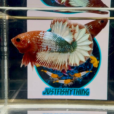 Red Fancy Copper HB  Star tail - Male Betta M36