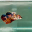 Plakat Koi Giant Female Betta #Ju07