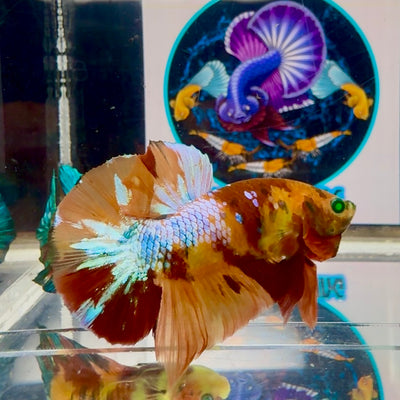 Nemo Classic green eye- Male Betta M57