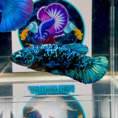 Avatar Blackblue Plakat - Female betta M30