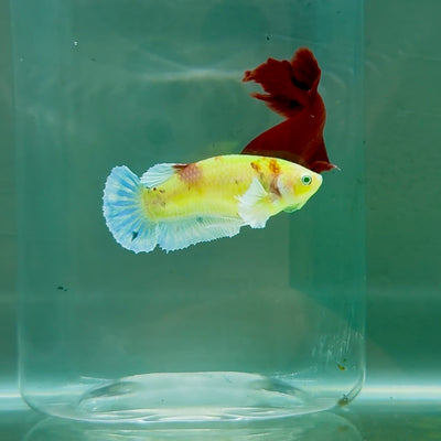 Plakat Dumbo Koi Multicolor Green Eye Female Betta #M121