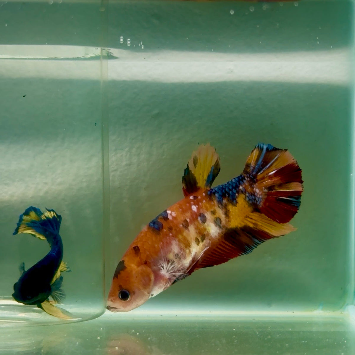 Plakat Koi Multicolor Giant Female Betta #Jul06