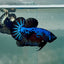 Plakat Blue Samurai Male Betta #Au62