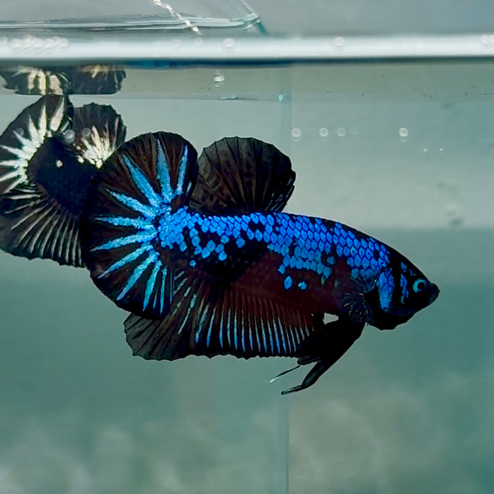 Plakat Blue Samurai Male Betta #Au62