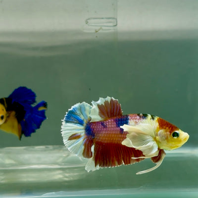 Plakat Dumbo Koi Green Eye Male Betta #Ju54