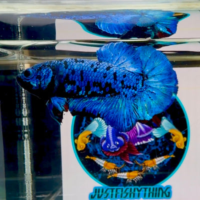 Avatar Blackblue Plakat - Male Betta M12