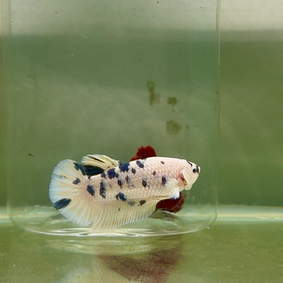 Plakat Marble Dot Male Betta #M125