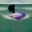 Crowtail Purple Pastel Female Betta #Au49