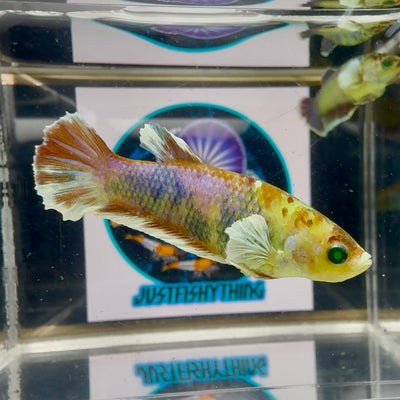 Dumbo Koi green eye - Female betta M49
