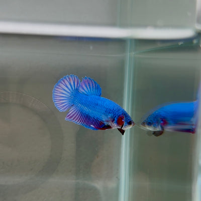 [Rare]Hybrid Alien Blue+Purple S14 Plakat - Male Betta
