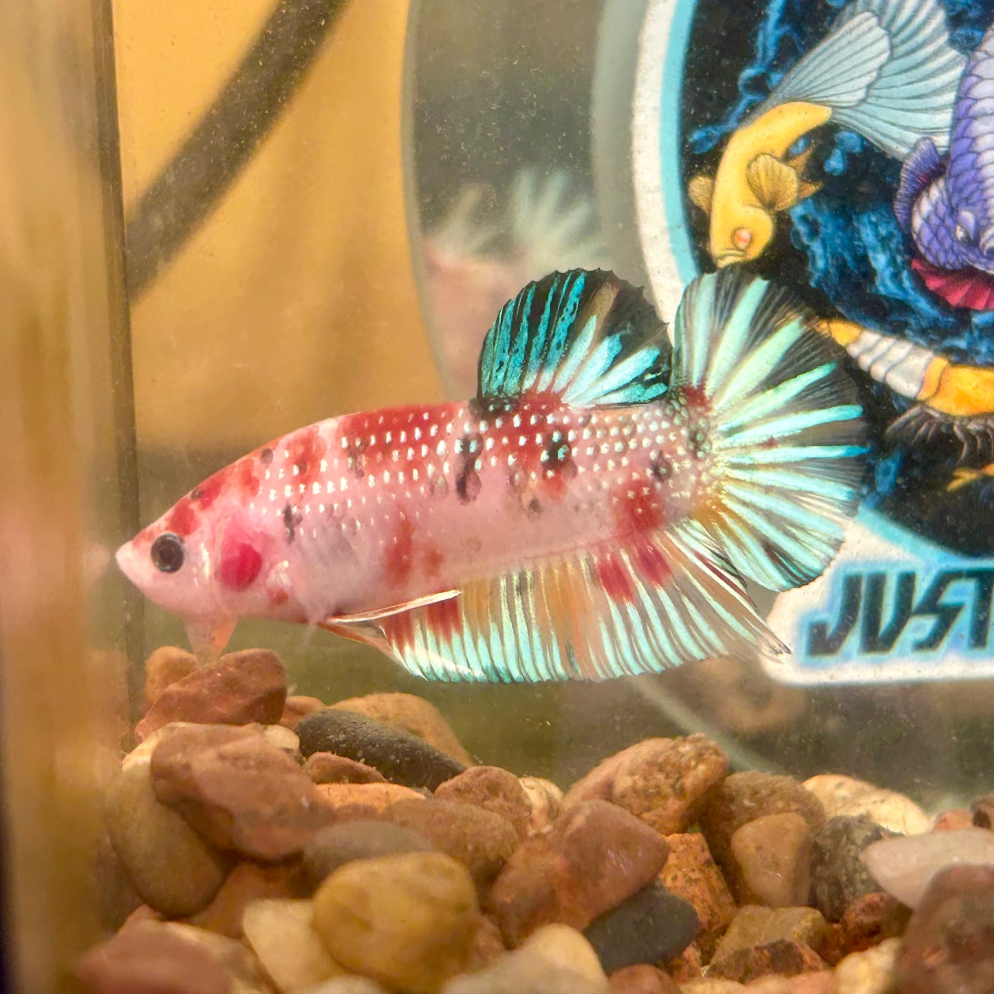 Multicolor Koi Metallic Plakat - 052