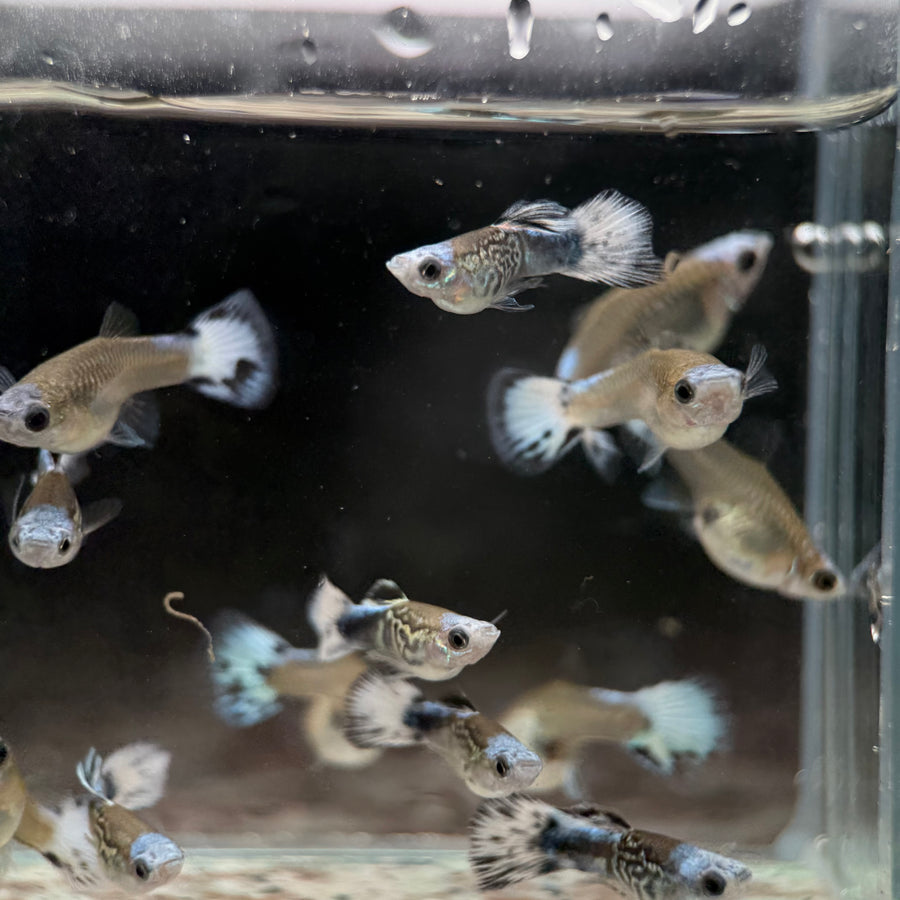 Guppy Fish Blue Koi Short Body
