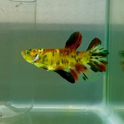 Halfmoon Koi Green Eye Female Betta #Ju57