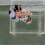 [Rare] Young Giant Koi Multicolor S69 Plakat - Male Betta