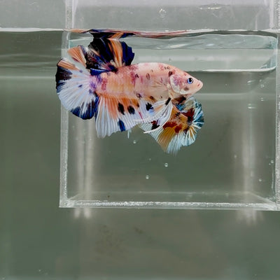 [Rare] Young Giant Koi Multicolor S69 Plakat - Male Betta