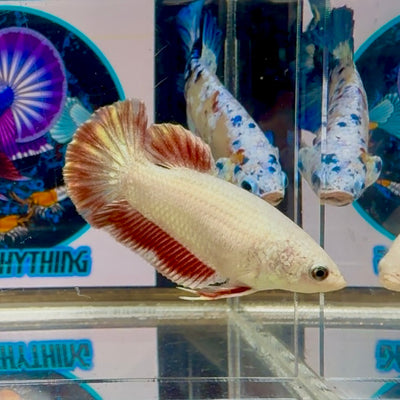 Copper Vandar Plakat - Female betta M26