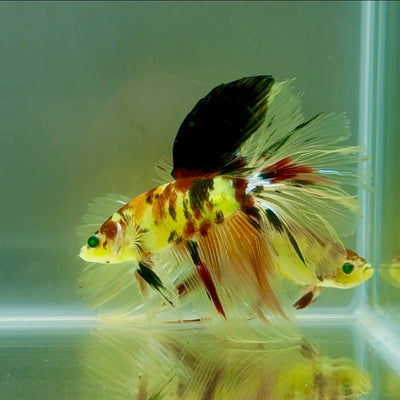 Halfmoon Koi Green Eye Male Betta #Ju22