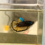 Avatar Blue Yellow Rare Betta 106