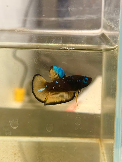 Avatar Blue Yellow Rare Betta 106