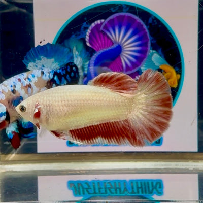 Copper Vandar Plakat - Female betta M26