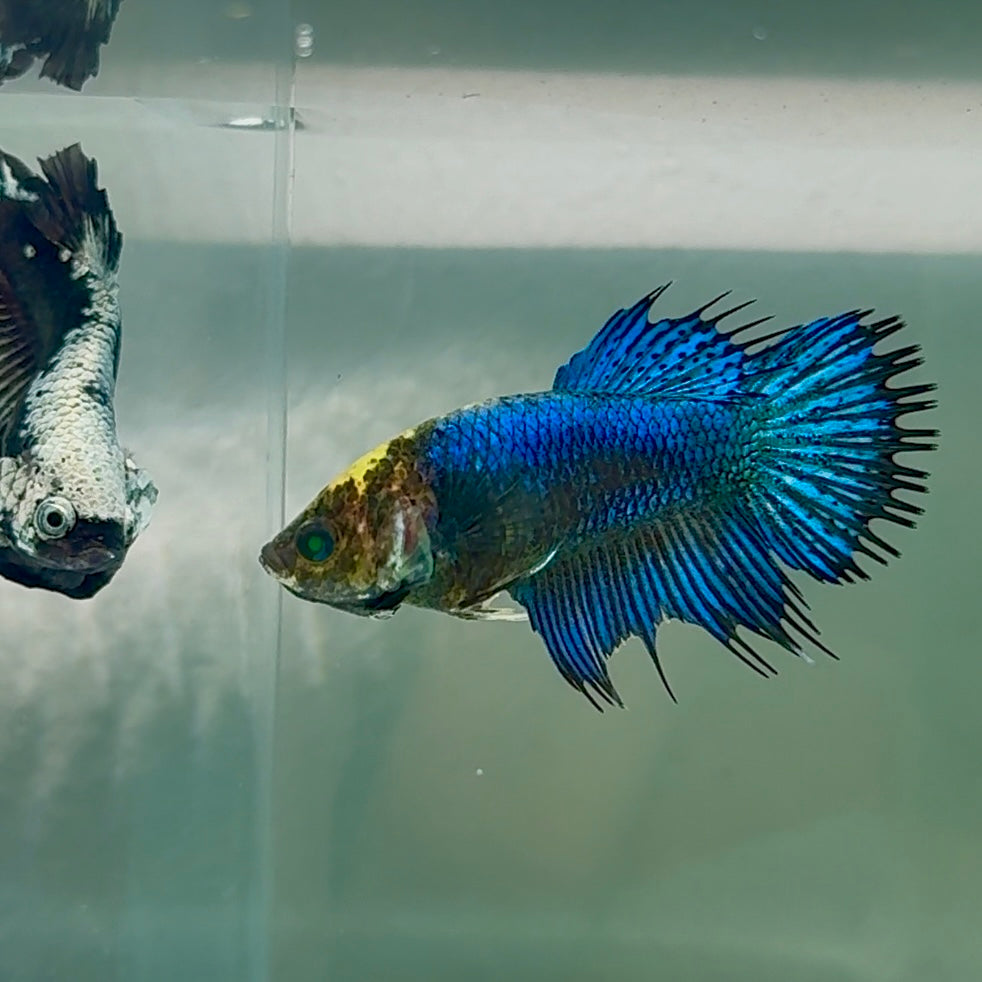 Crowtail Blue Hulk Koi Green Eye Female Betta #Au36