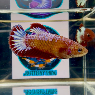 Red Fancy Startail Plakat - Female betta M38