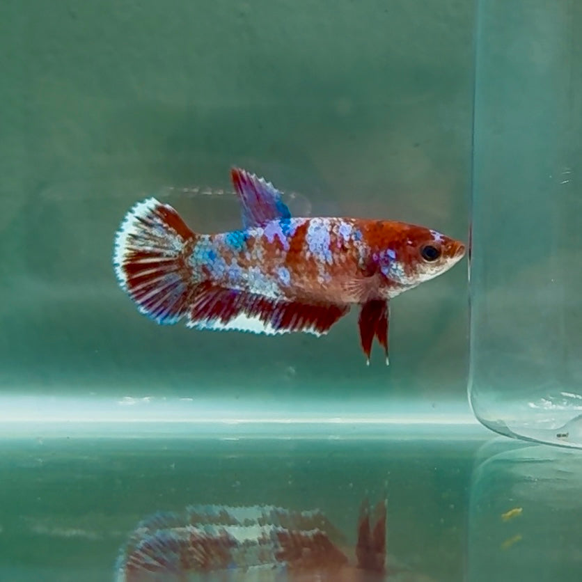 Plakat Barongsai Female Betta #Au13