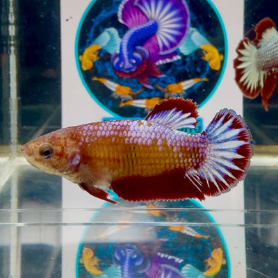 Red Fancy Startail Plakat - Female betta M38