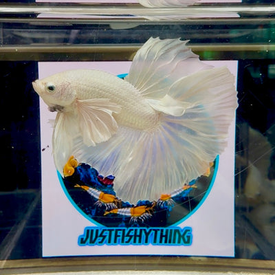 Dumbo White Halfmoon - Male Betta M20