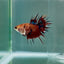 Crowtail Koi Multicolor Female Betta #Au25