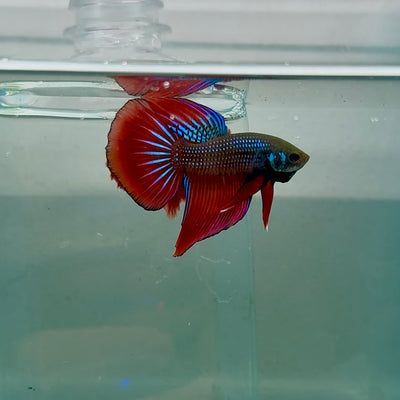 Longtail Imbellis Male Betta #M132
