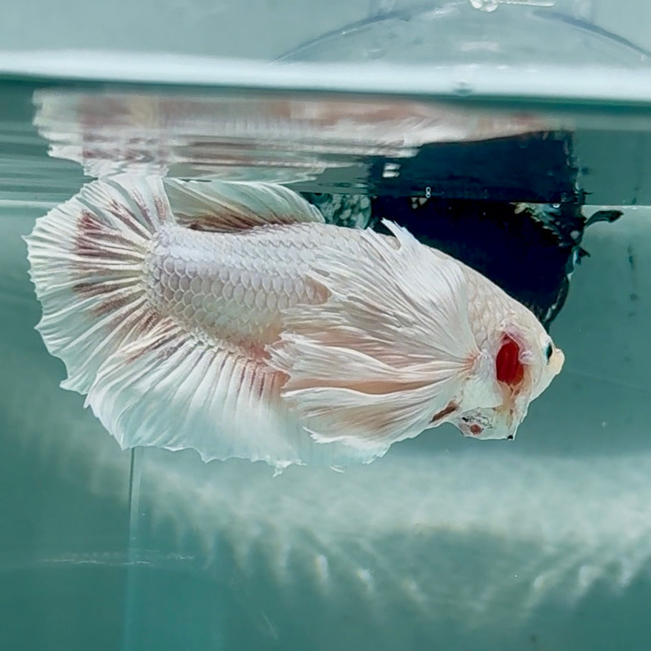 Dumbo Big Ear White Plakat - Male Betta #Au52
