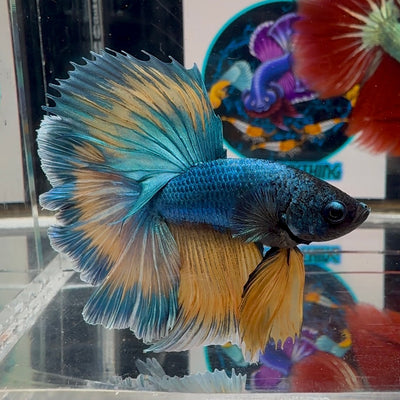 Blue Gas Highgrade A68 Halfmoon - Male Betta