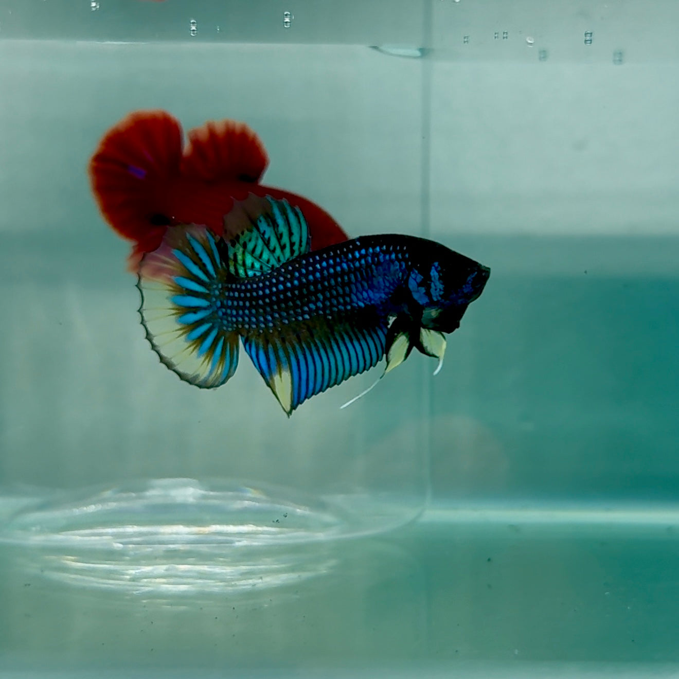Plakat Imbellis Yellow Male Betta #M18