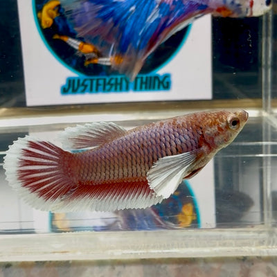 Dumbo Lavender Halfmoon - Female betta M44