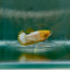 Plakat Yellow Fancy Copper Female Betta #Au60