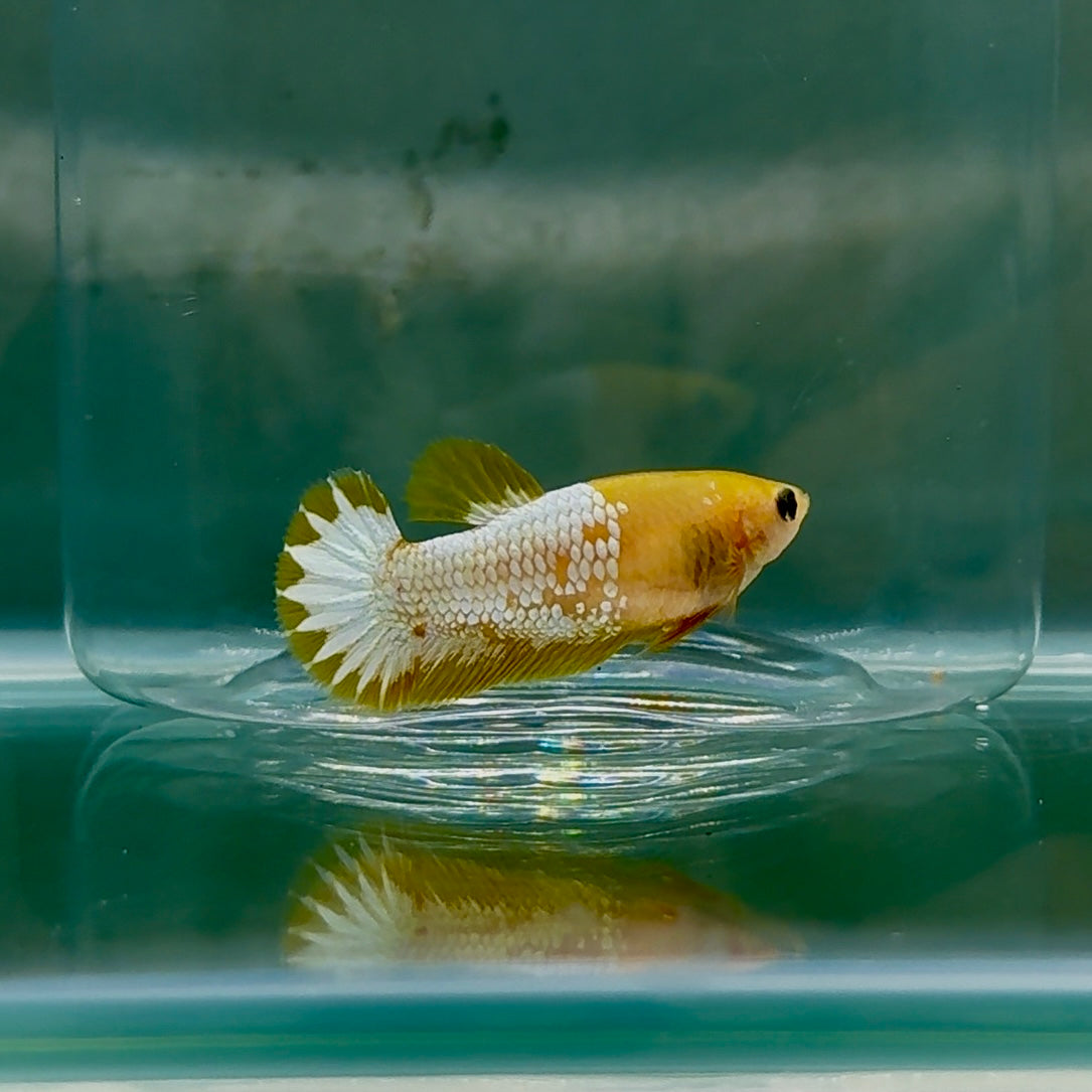 Plakat Yellow Fancy Copper Female Betta #Au60