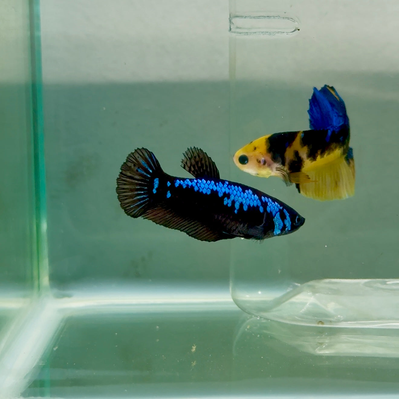 Plakat Blue Samurai Female Betta #Ju55