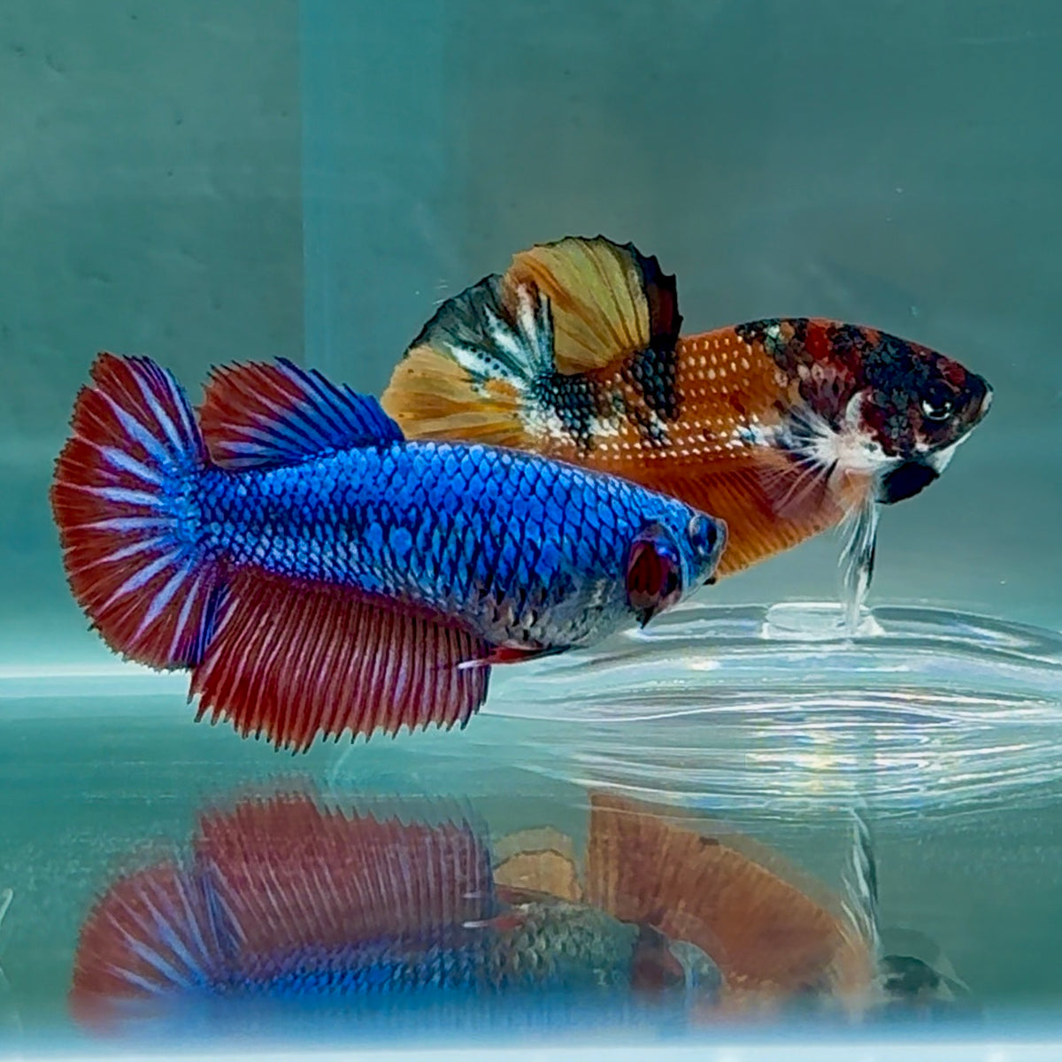 Halfmoon Royal Blue Female Betta #Au19