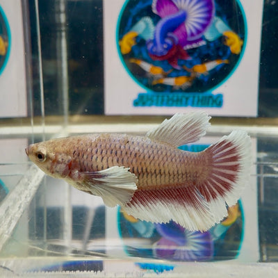 Dumbo Lavender Halfmoon - Female betta M23