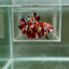 [Rare] Giant Nemo S70 Plakat - Male Betta