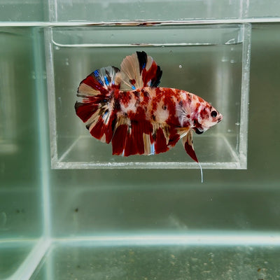 [Rare] Giant Nemo S70 Plakat - Male Betta