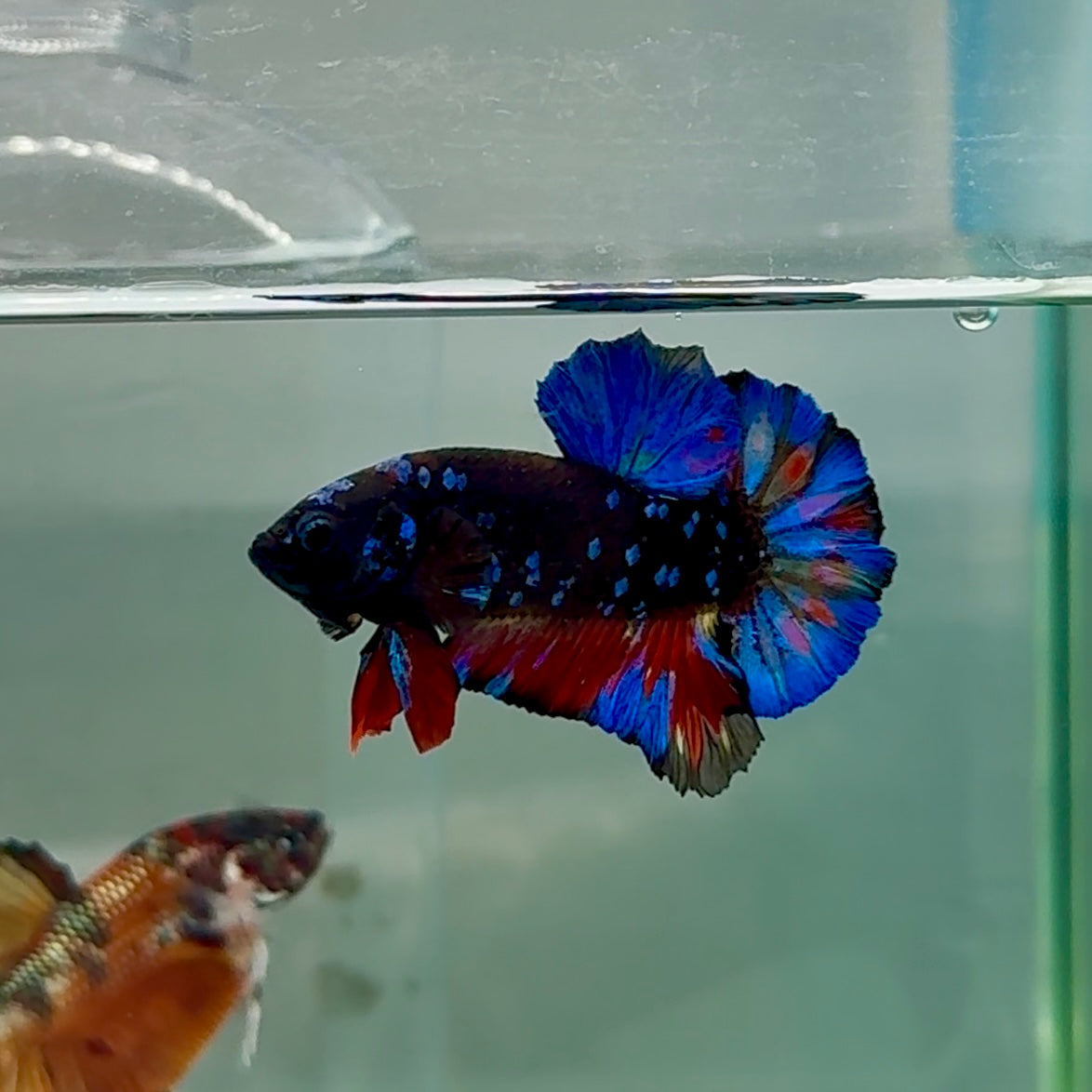 Plakat Avatar Galaxy Male Betta #Au21