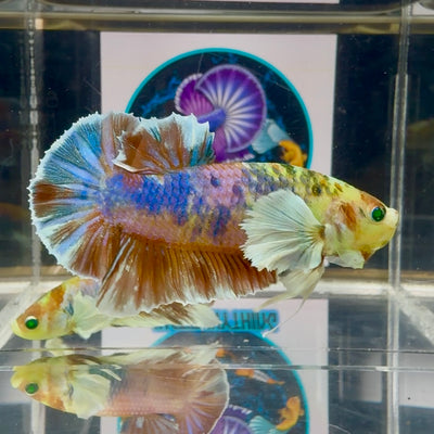 Dumbo Koi green eye- Male Betta M26