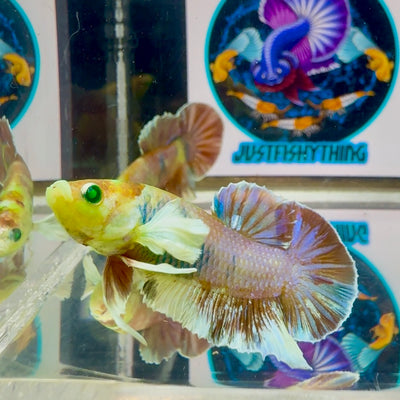 Dumbo Koi green eye- Male Betta M27