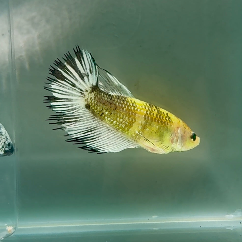 Crowtail Koi Green Eye Female Betta #Au38