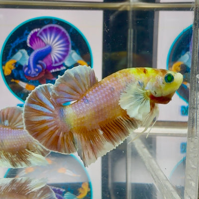 Dumbo Koi green eye- Male Betta M47