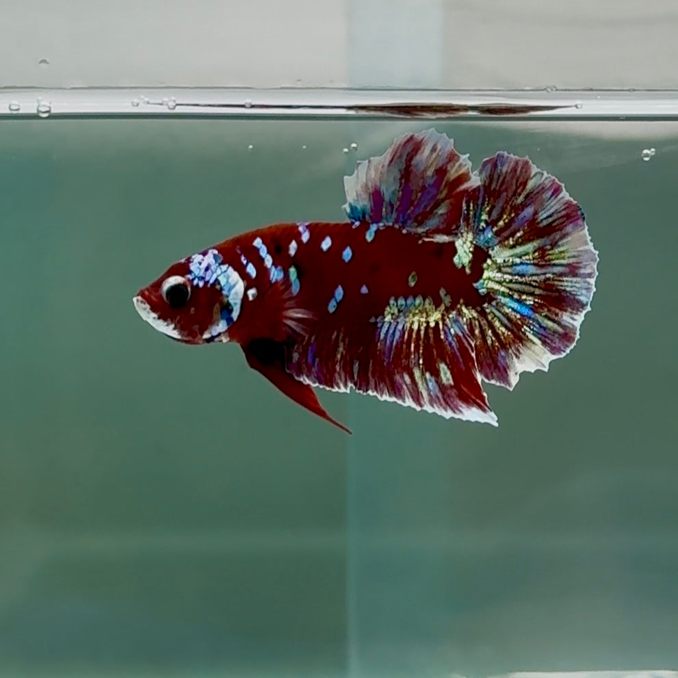 Plakat Red Gold Galaxy Male Betta #Se15