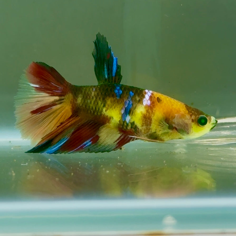 Halfmoon Koi Multicolor Green Eye Female Betta #Jul13