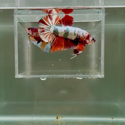 [Rare] Giant Nemo Copper Multicolor S50 Plakat - Male Betta